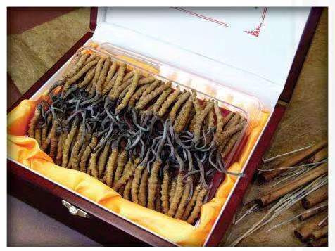 前海街道冬虫夏草回收